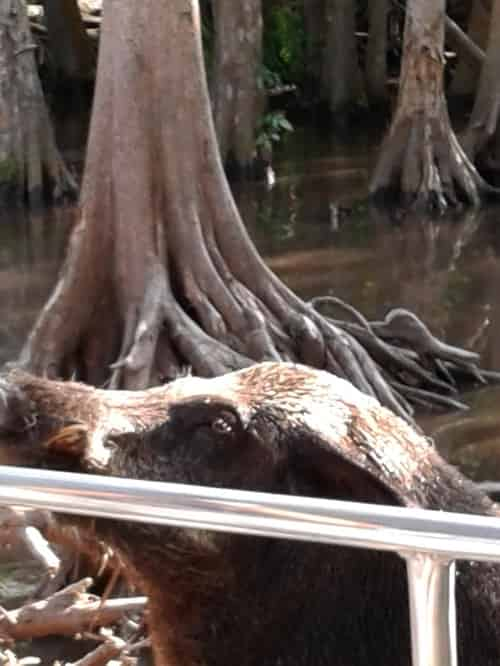 Honey-Island-Swamp-Tour-With-Optional-Transportation-By-Cajun-Encounters