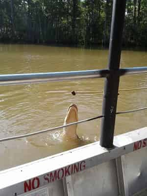 Honey-Island-Swamp-Tour-With-Optional-Transportation-By-Cajun-Encounters