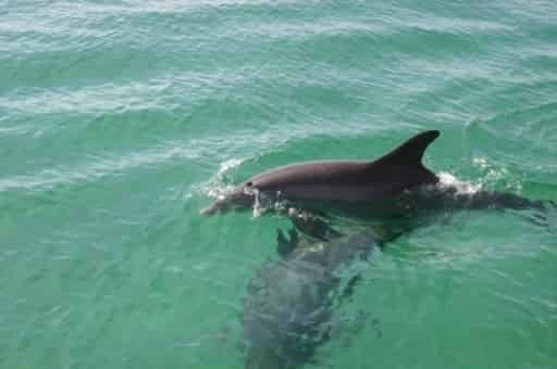 Gilligan-s-Watersports-Waverunner-Dolphin-Tour