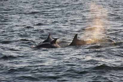 Orange Beach Dolphin and Sailing Tour