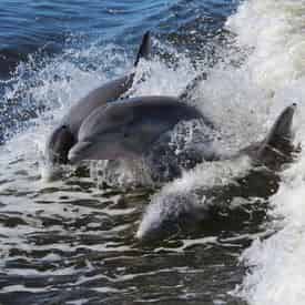 Orange Beach Dolphin and Sailing Tour