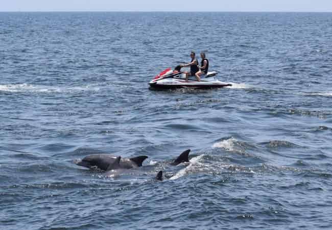1-Hour-North-Myrtle-Beach-Jet-Ski-Eco-Tour-and-Dolphin-Encounter