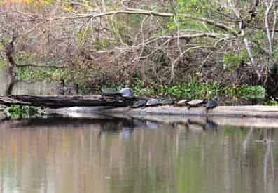 VIP Swamp Experience With Optional Transportation