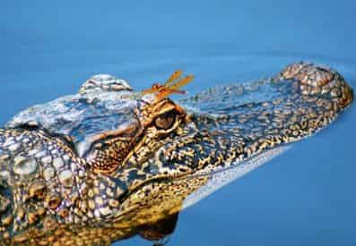 VIP Swamp Experience With Optional Transportation