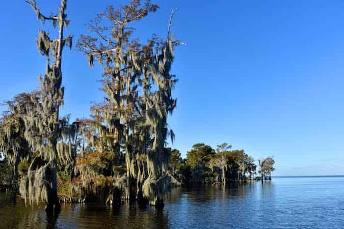 Swamp-Tours-By-Adventures-of-Jean-Lafitte