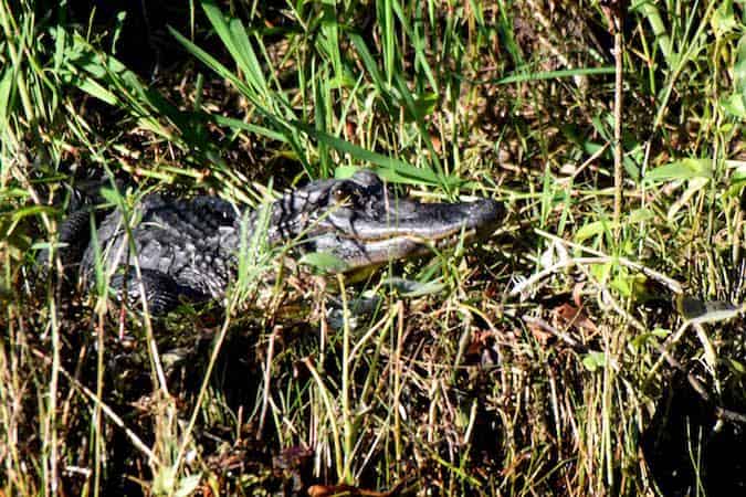 Swamp-Tours-By-Adventures-of-Jean-Lafitte