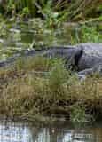 Adventures of Jean Lafitte Swamp Tour with Optional Transportation from New Orleans