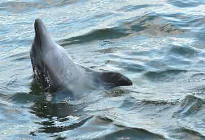 Dolphin Adventure Cruise Aboard The Hurricane II