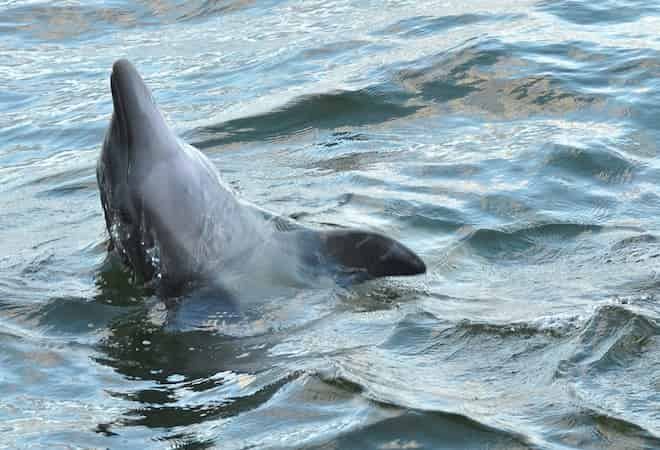 Dolphin-Adventure-Cruise-Aboard-The-Hurricane-II