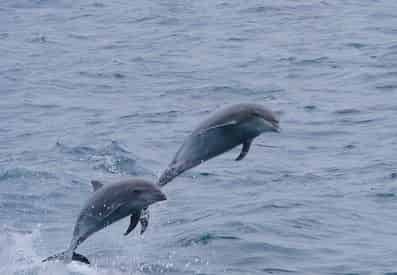 Dolphin Adventure Cruise Aboard The Hurricane II