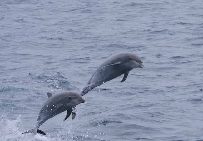 Dolphin-Adventure-Cruise-Aboard-The-Hurricane-II