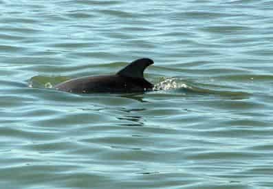 Dolphin Adventure Cruise Aboard The Hurricane II