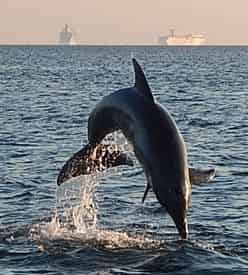 Dolphin Cruise with Tampa Water Taxi