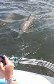 Dolphin Cruise with Tampa Water Taxi