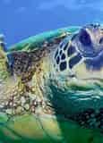 Ripley's Aquarium of Myrtle Beach