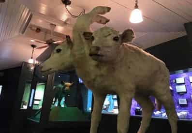 Ripley's Believe It or Not! Odditorium