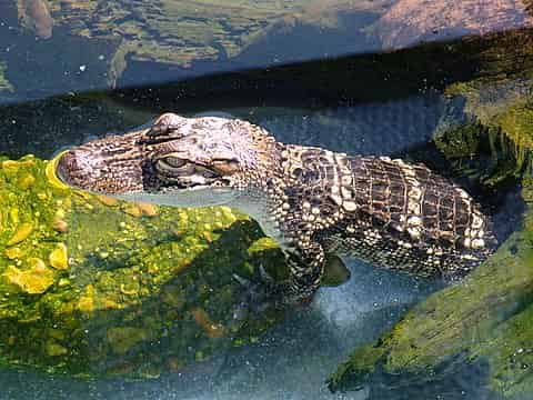 Jean-Lafitte-Swamp-and-Bayou-Tour-with-Optional-Transportation