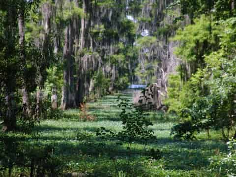 Jean-Lafitte-Swamp-and-Bayou-Tour-with-Optional-Transportation