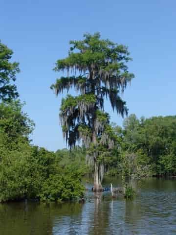 Jean-Lafitte-Swamp-and-Bayou-Tour-with-Optional-Transportation