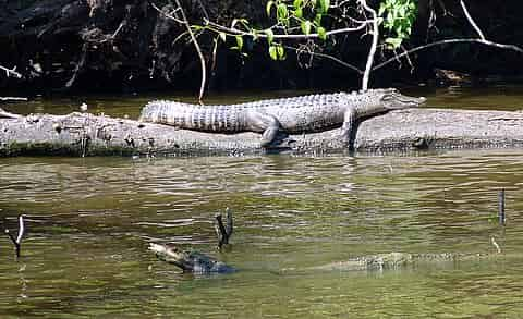 Jean-Lafitte-Swamp-and-Bayou-Tour-with-Optional-Transportation