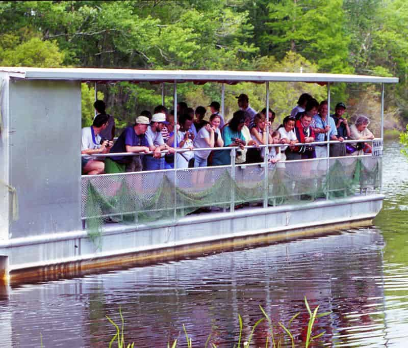 Jean-Lafitte-Swamp-and-Bayou-Tour-with-Optional-Transportation