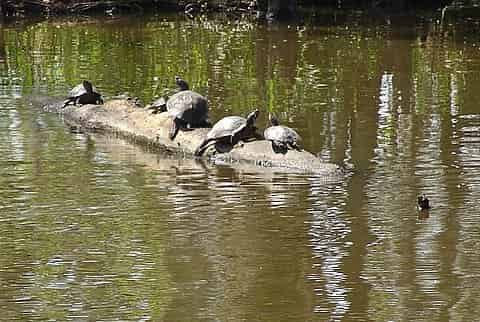 Jean-Lafitte-Swamp-and-Bayou-Tour-with-Optional-Transportation