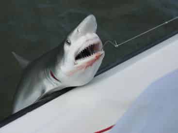 Private Destin Shark Fishing with Reel Deal Charters