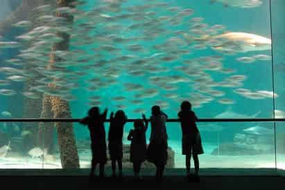 New Orleans Aquarium of The Americas Admission Tickets