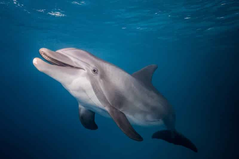 Discover-Dolphins-Encounter-at-Gulfarium-Marine-Adventure-Park