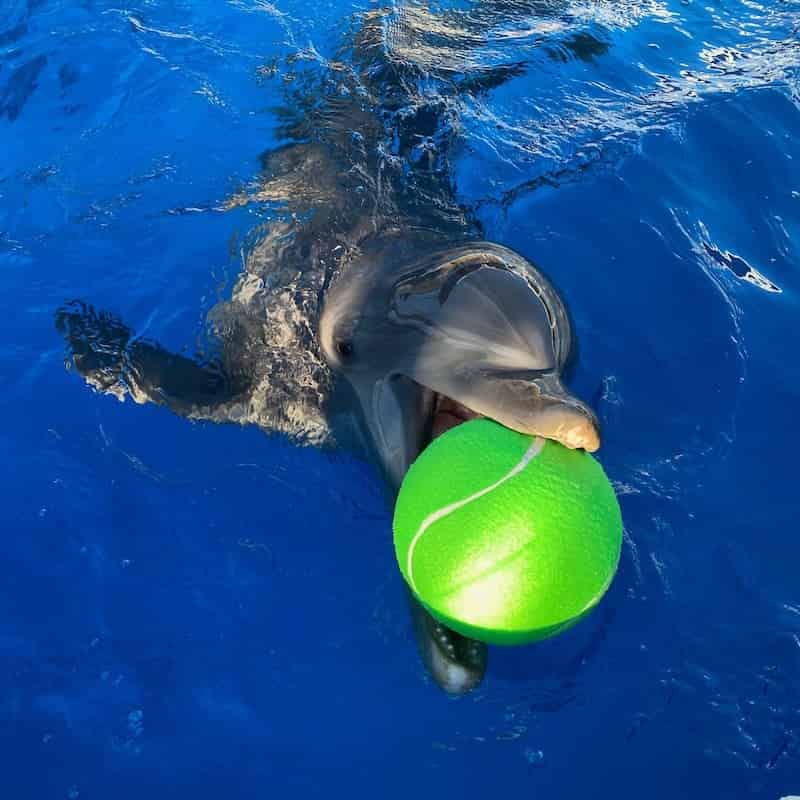 Discover-Dolphins-Encounter-at-Gulfarium-Marine-Adventure-Park
