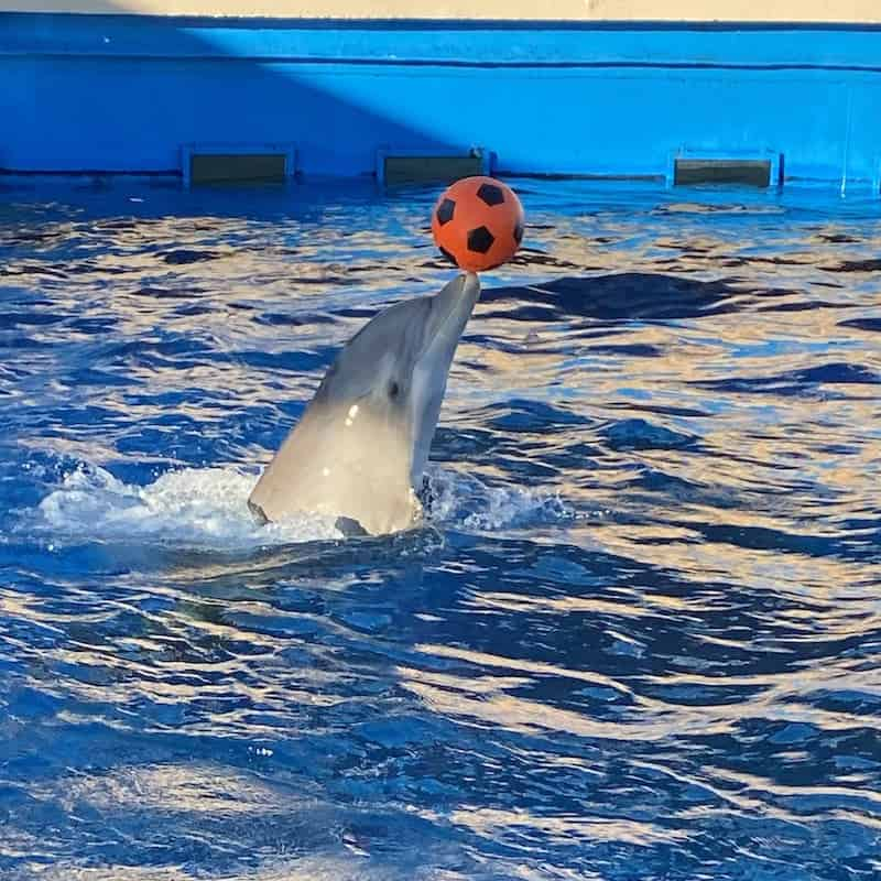 Discover-Dolphins-Encounter-at-Gulfarium-Marine-Adventure-Park