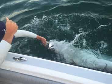 4-Hr Inshore & Flats Fishing Charter with Light Tackle Adventures