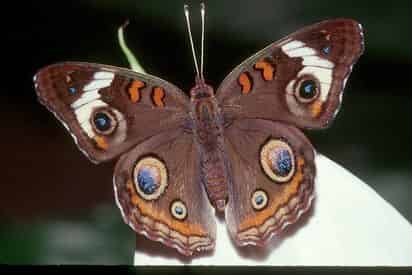 New Orleans Audubon Butterfly Garden & Insectarium Admission Ticket