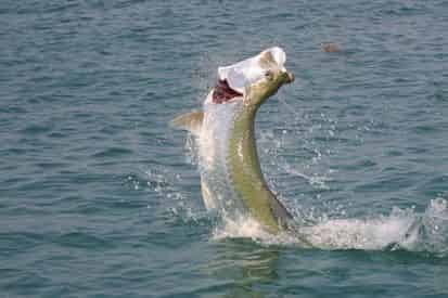 Tarpon Fishing Adventure by Ebb & Flow Charters