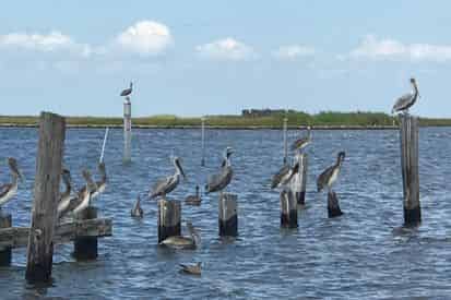 Wetlands, Wildlife, & Coastal Communities Eco-Tour with The Great Delta Tours