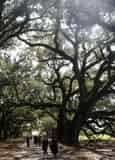 Guided Oak Alley & Whitney Plantation Combo Tour from New Orleans