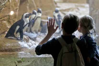New Orleans Aquarium of The Americas Admission Tickets