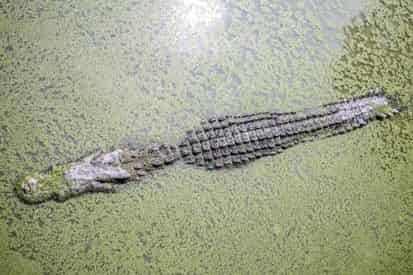 Airboat Adventures from New Orleans with Optional Transportation