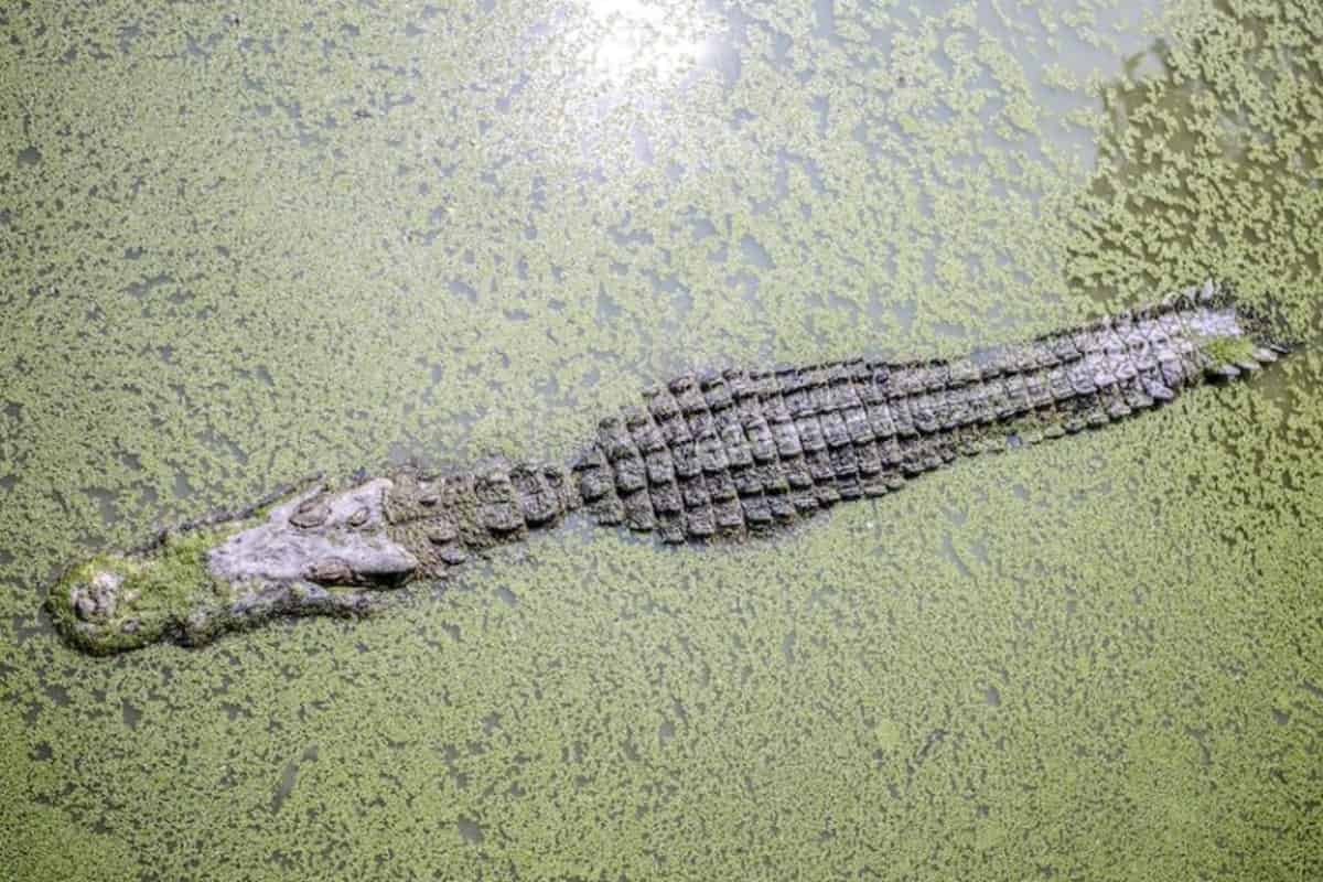 Airboat-Adventures-from-New-Orleans-with-Optional-Transportation