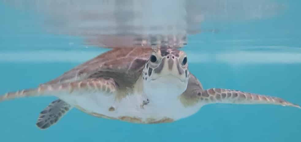 Discover-Turtles-Encounter-at-Gulfarium-Marine-Adventure-Park