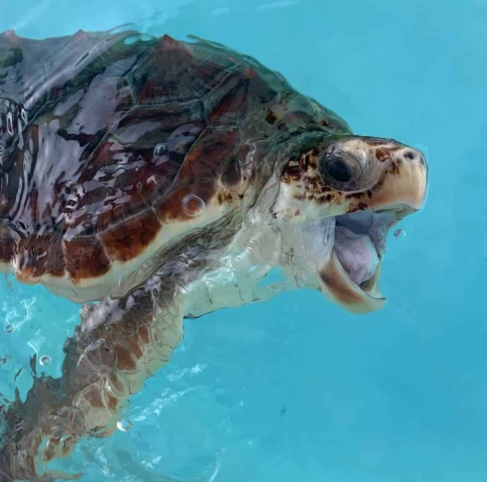 Discover-Turtles-Encounter-at-Gulfarium-Marine-Adventure-Park