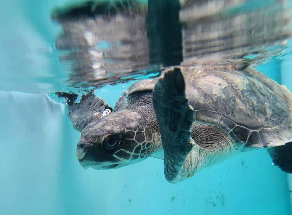 Discover-Turtles-Encounter-at-Gulfarium-Marine-Adventure-Park