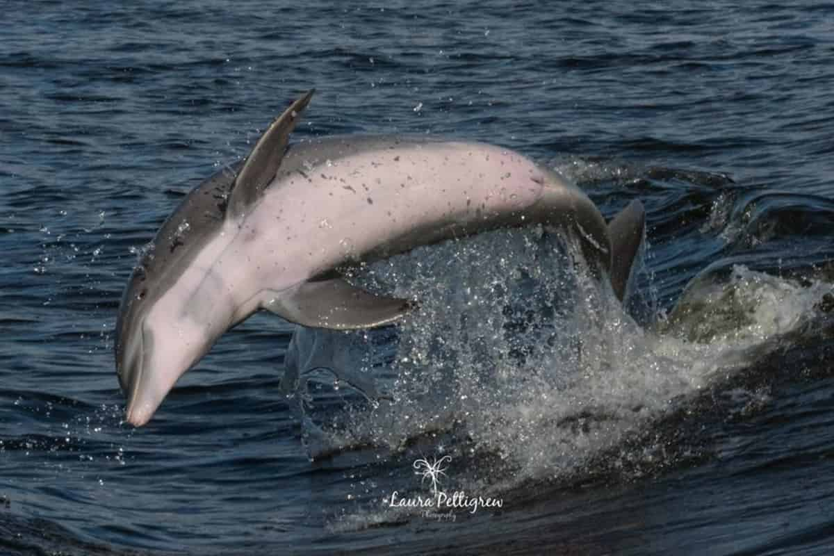 Orange-Beach-Dolphin-and-Sunset-Cruises-Aboard-Sunny-Lady