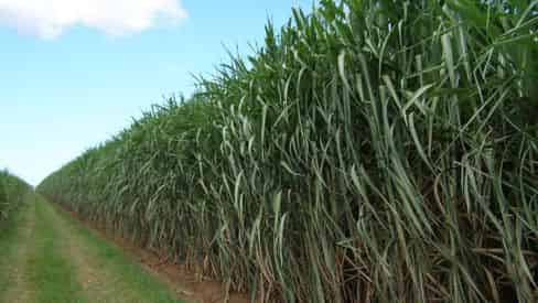 Creole Sugarlands Admission & Guided Heritage Plantation Land Tour with Optional Meal