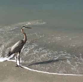 Shell and Beach Walk Tour at Madeira Beach