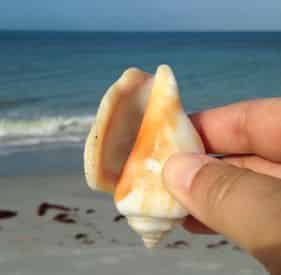 Shell and Beach Walk Tour at Madeira Beach