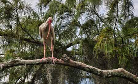 Grand Tour: Two Plantations, Lunch & Covered Swamp Boat Tour with Transportation from New Orleans