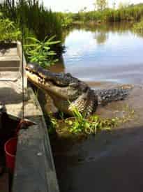 Grand Tour: Two Plantations, Lunch & Airboat Swamp Tour with Transportation from New Orleans