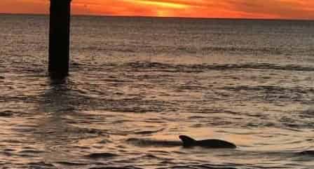 Dolphin-Cruise-Aboard-the-Original-Sea-Blaster