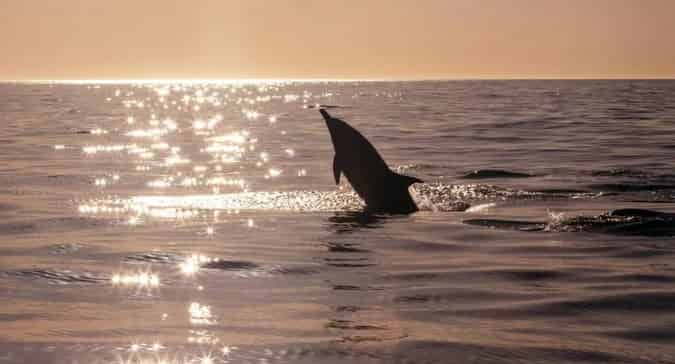 Dolphin-Cruise-Aboard-the-Original-Sea-Blaster